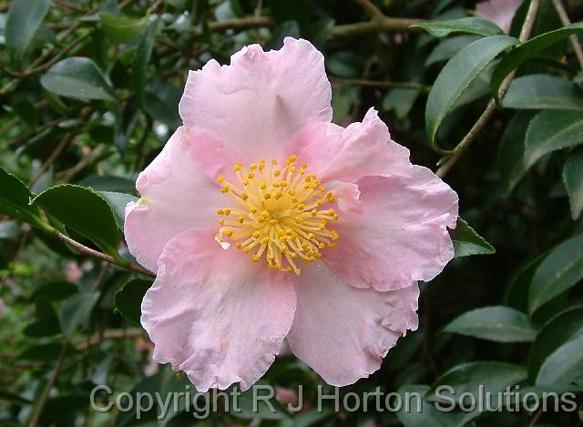 Camelia Sasanqua